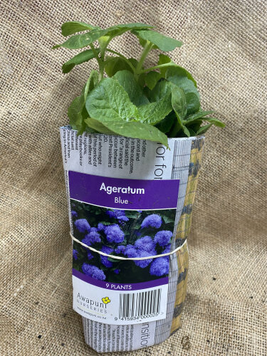 Ageratum - Blue